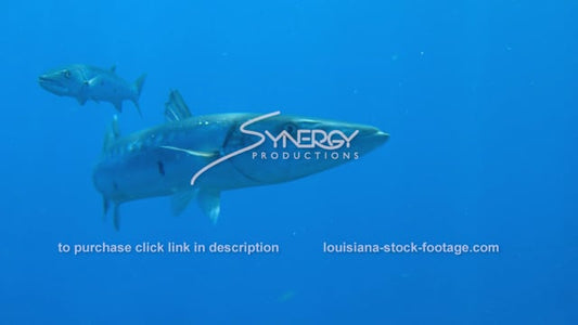 2595 barracuda ocean underwater predator