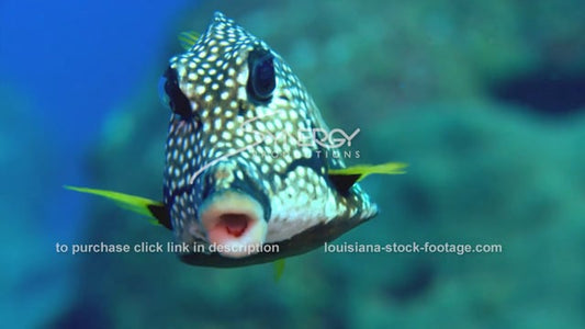 2638 spotted trunkfish