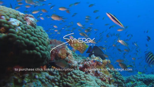 2663 nice stetson bank coral reef with fish