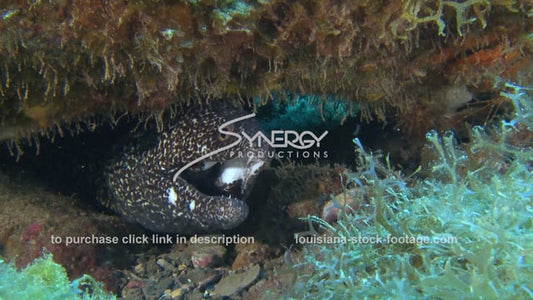 2699 spotted eel in coral reef crevasse