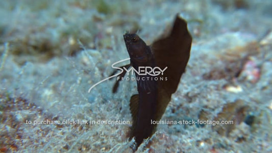 2701 sailfin blenny fish looking for a mate