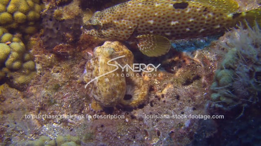 2706 octopus on reef