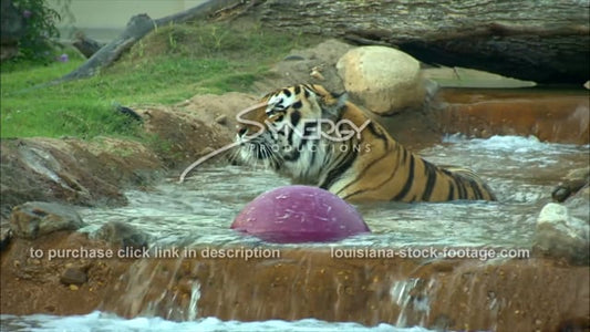 2895 Mike the tiger in pool of water