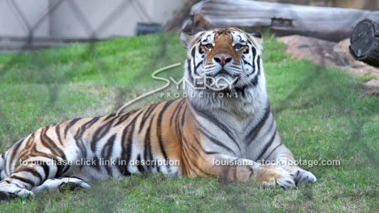 2897 LSU's mike the tiger laying in habitat