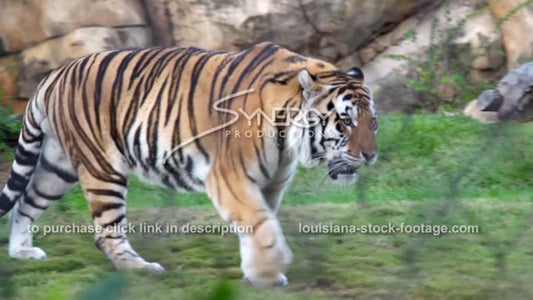 2893 LSU bengal tiger walks around habitat
