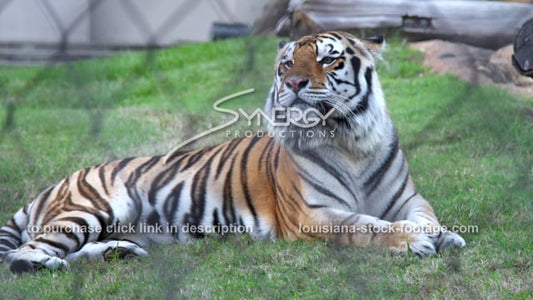 2898 LSU bengal tiger mascot lays down