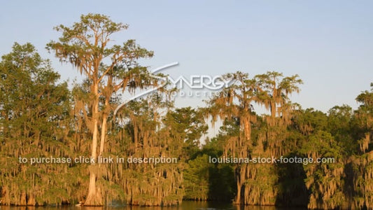 2903 beautiful swamp scene in Louisiana