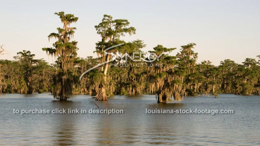2904 Louisiana swamp cypress trees