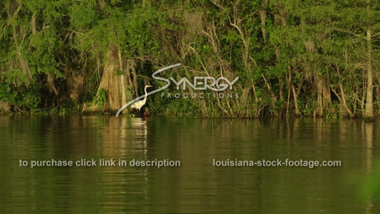 2908 egret bird in Henderson swamp Louisiana