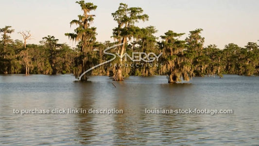 2905 Louisiana swamp cypress trees tilt up