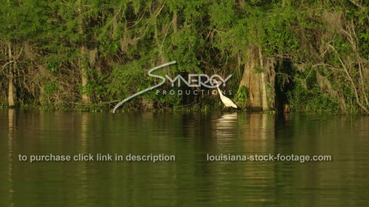 2909 egret bird in Louisiana Atchafalaya basin