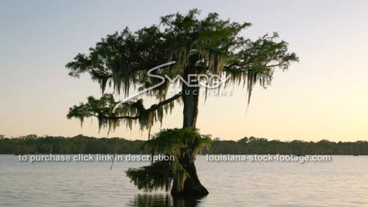 2906 majestic cypress tree in Louisiana swamp