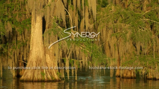 2922 beautiful Louisiana shimmering sunset on cypress trees moss