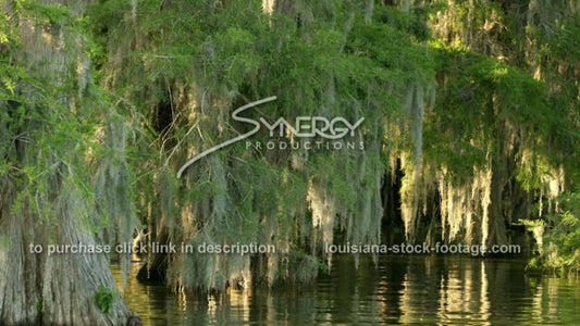 2917 spanish moss in Louisiana swamp