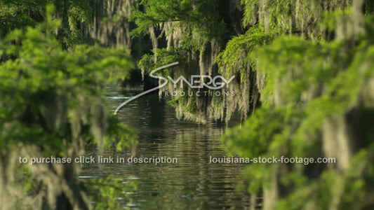 2913 beautiful spanish moss swaying cypress trees Louisiana swamp