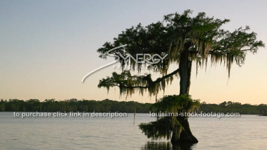 2901 Louisiana swamp sunset cypress tree