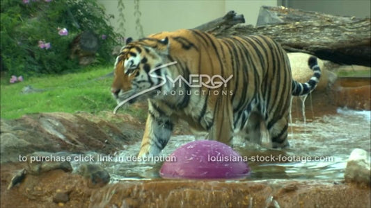 2896 Mike the tiger gets out of water