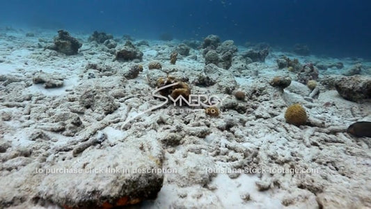 1433B global warming climate change killing coral reefs
