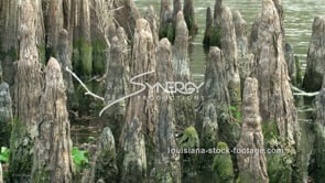 0778 cypress knees CU