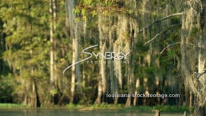 0838 rack focus from moss to cypress louisiana swamp