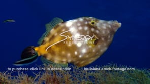 0500 spotted filefish under oil rig gulf of mexico