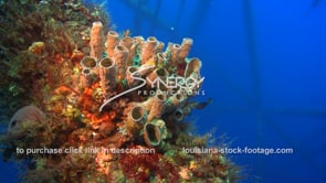 0502 tube sponge ecosystem growing on oil rig