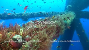 0517 coral sponge growing gulf of mexico oil gas deep water drilling rig stock footage video