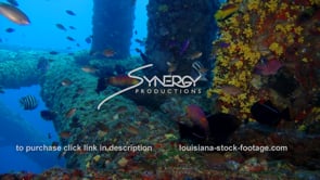 0523 fish swim under oil and gas platform texas deepwater offshore