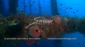 0491 underwater ecosystem under oil rig offshore Louisiana