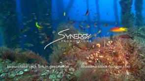 0487 underwater ecosystem under oil rig offshore louisiana