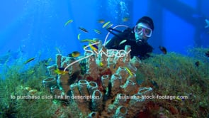 0486 scuba diver observing marine life ecosystem under oil rig