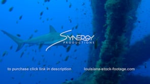 0477 Big shark patrolling oil gas rig underwater gulf of mexico ecosystem