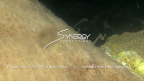 1231 star coral smoking coral spawning close up flower garden banks national marine sanctuary video