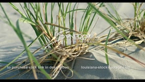 0563B CU sea oats planted for coastal restoration in Louisiana
