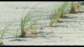 0565 grass buffer zone coastal protection Louisiana wetlands