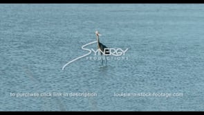 0592 CU heron bird searches for food in Louisiana wetland