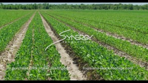 0601 young soybean field crop Louisiana agriculture