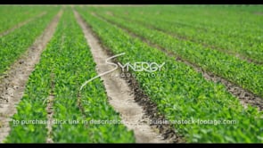0603 soybean crops growing southern united states