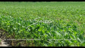 0604 soybean crops in gentle breeze