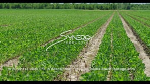 0605 Nice soybeans crops bean field pan right