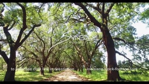 1145 epic oak tree alley dolly shot