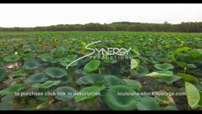 1143 nice shot water lilies in Louisiana swamp aerial