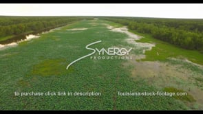 1140 water lilies in Louisiana swamp