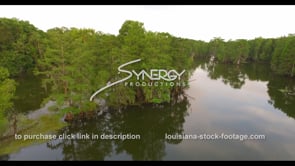 1135 cypress trees in Louisiana swamp