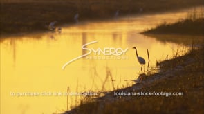 0648 large egret bird in golden light of Louisiana swamp