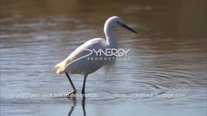 0657 White egret walking through shallow water