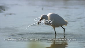 0658 awesome shot egret feeding on crawfish CU