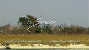 0662 birds in Louisiana marsh near grand isle coastline
