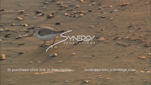 0663 Sandpiper bird on Louisiana beach