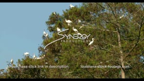 0666 nice shot of white ibis birds flying